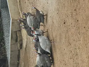 Healthy Matured Guinea Fowls