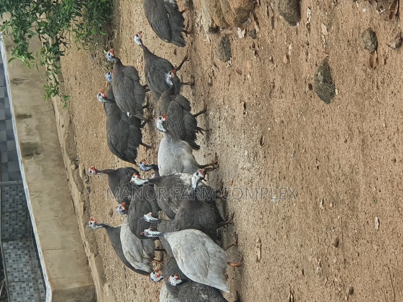 Healthy Matured Guinea Fowls