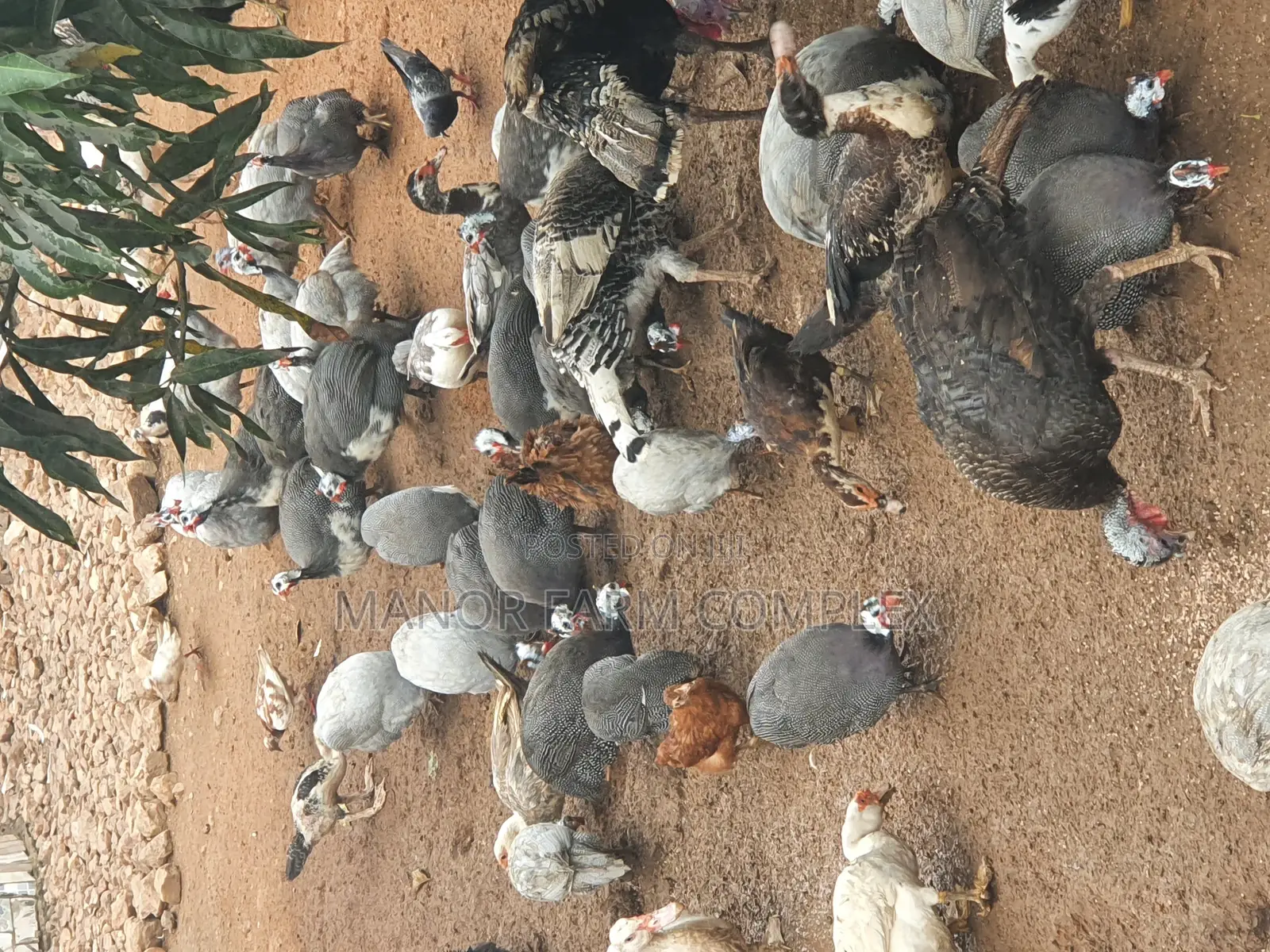 Healthy Matured Guinea Fowls