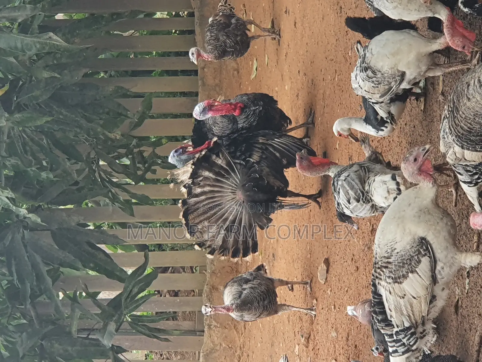 All Ages Upto Fully Matured Turkeys Available