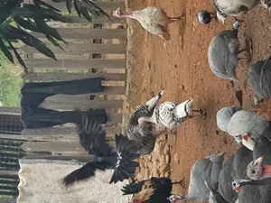 All Ages Upto Fully Matured Turkeys Available