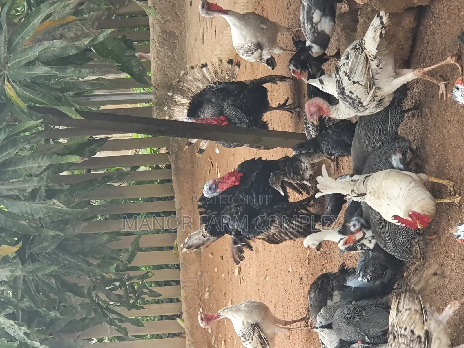 All Ages Upto Fully Matured Turkeys Available