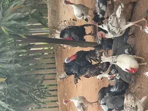 All Ages Upto Fully Matured Turkeys Available