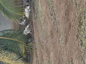 All Ages Upto Fully Matured Turkeys Available