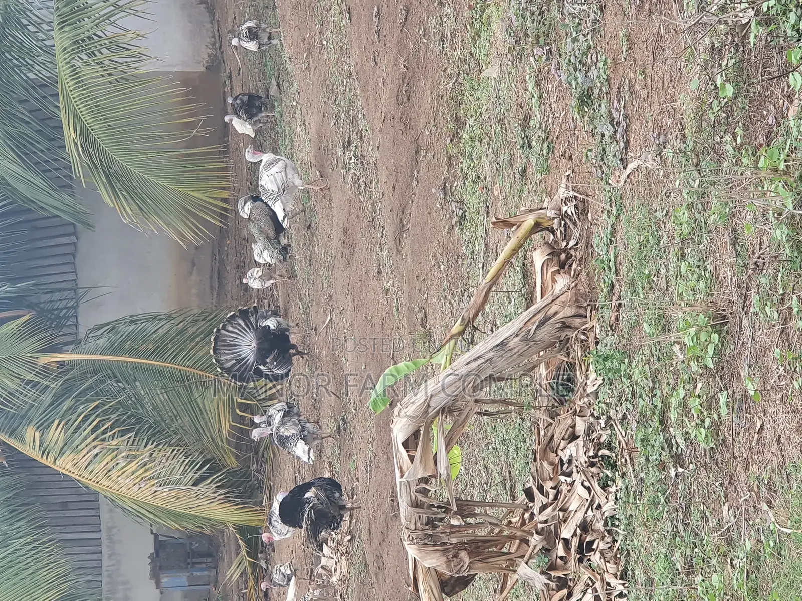 All Ages Upto Fully Matured Turkeys Available