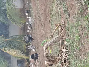 All Ages Upto Fully Matured Turkeys Available
