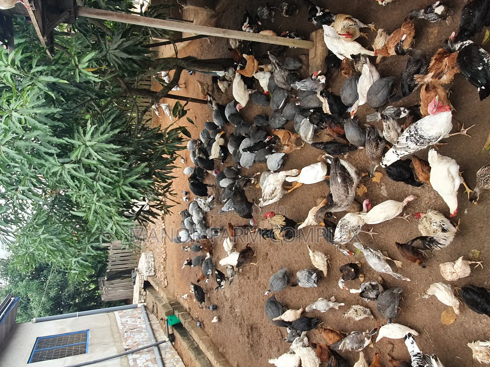 All Ages Upto Fully Matured Turkeys Available