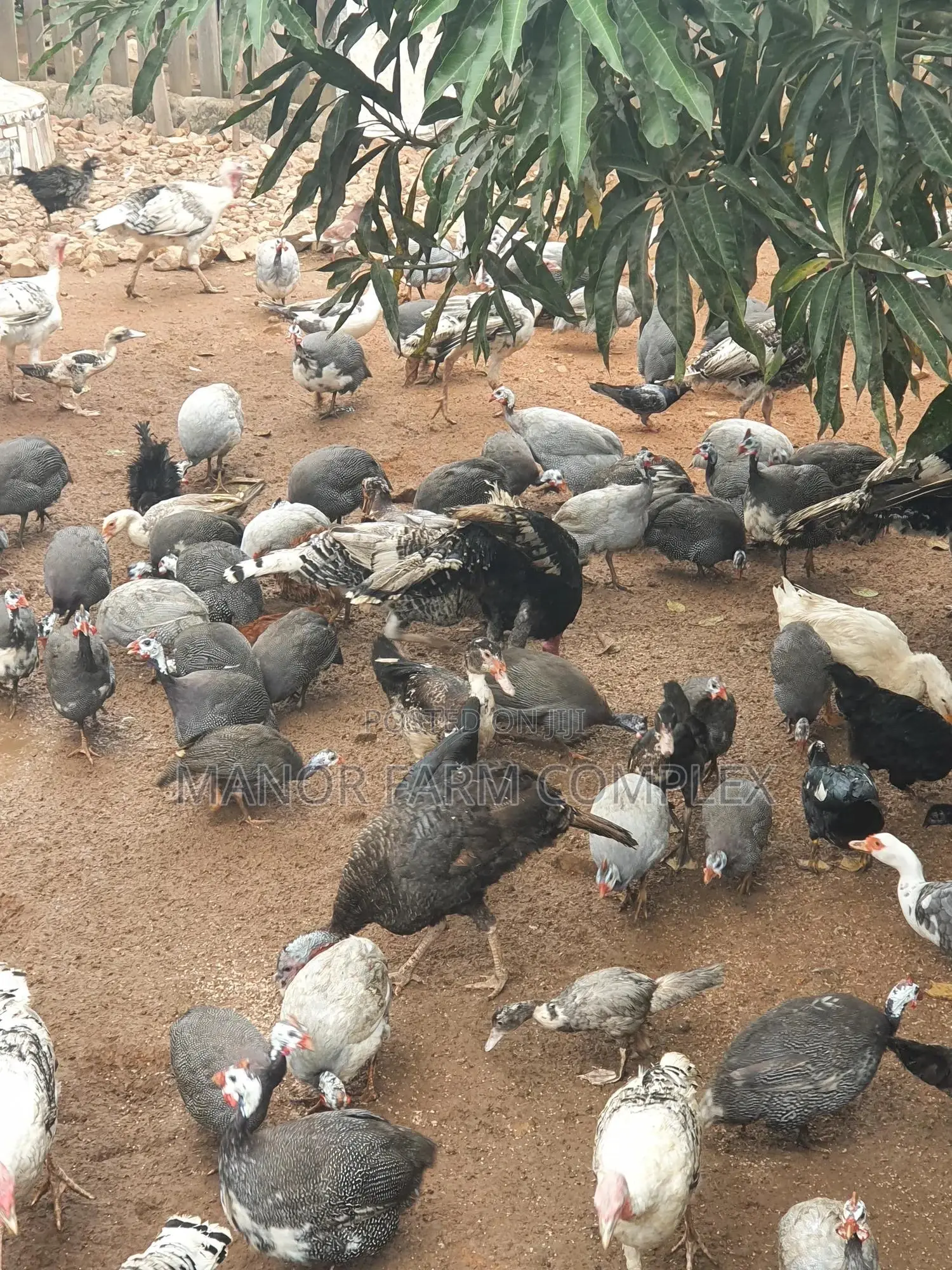 Healthy Matured Guinea Fowls