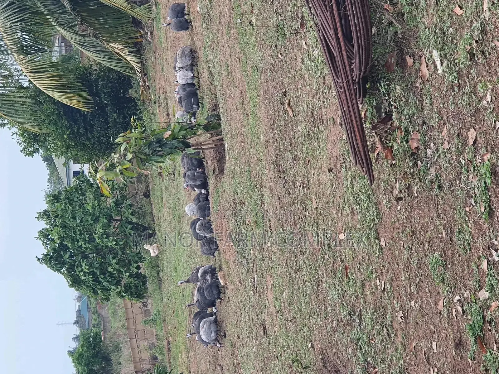 Healthy Matured Guinea Fowls