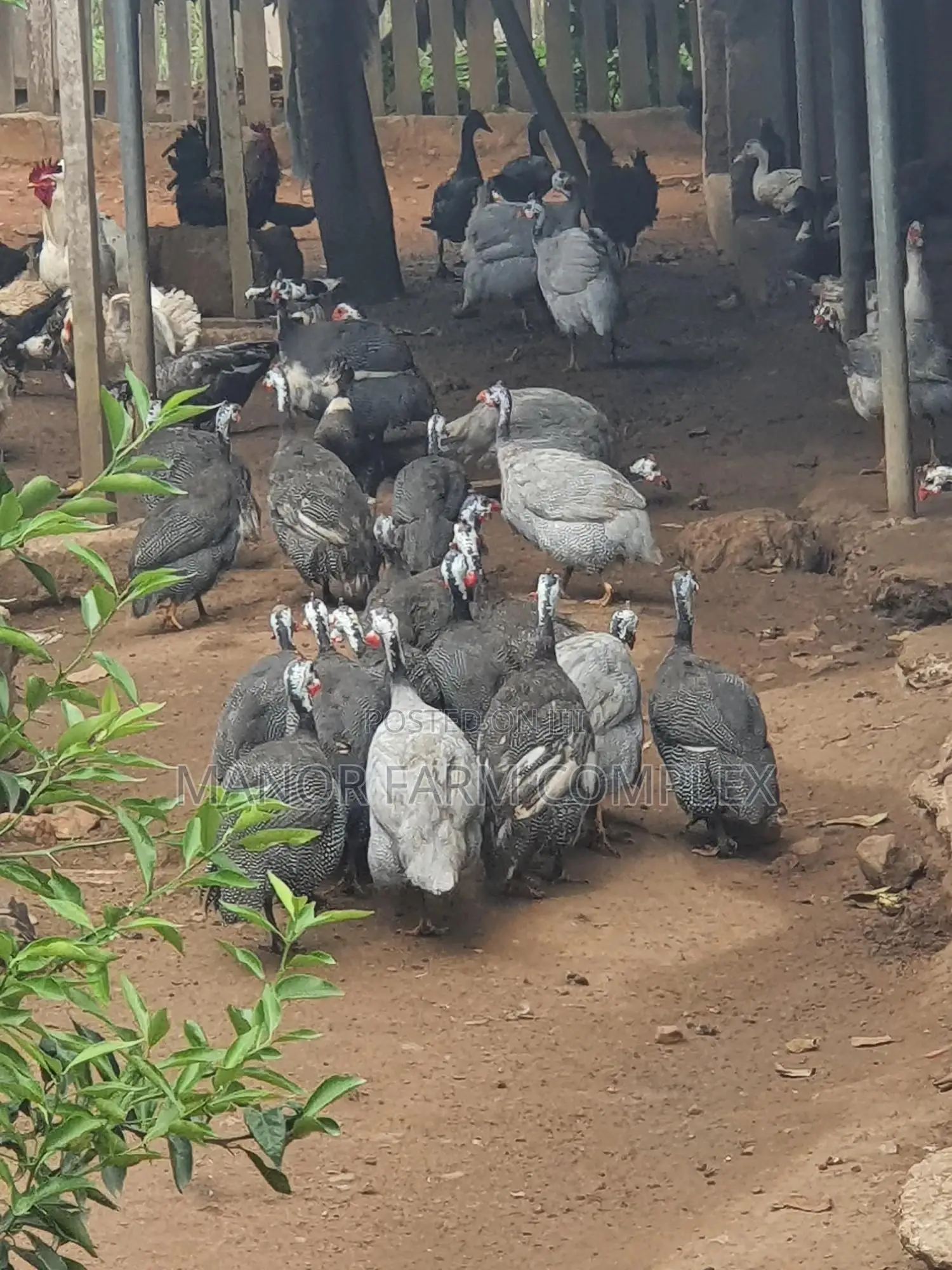 Healthy Matured Guinea Fowls