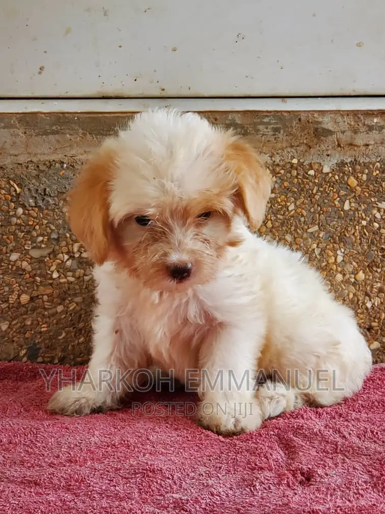 0-1 month Female Purebred Maltese Shih Tzu