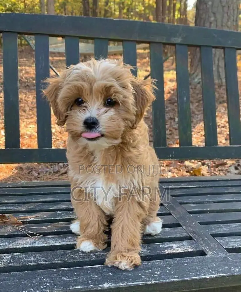 1-3 months Male Purebred Lhasa Apso