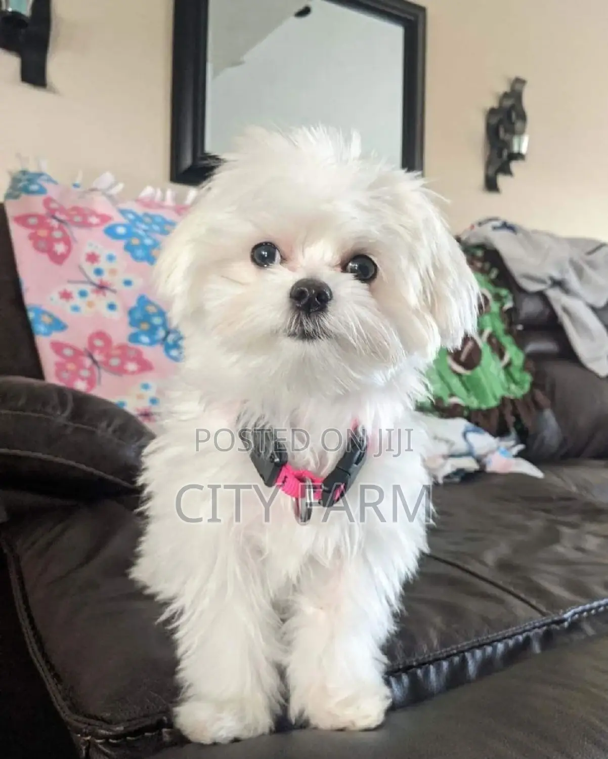 1-3 months Male Purebred Poodle