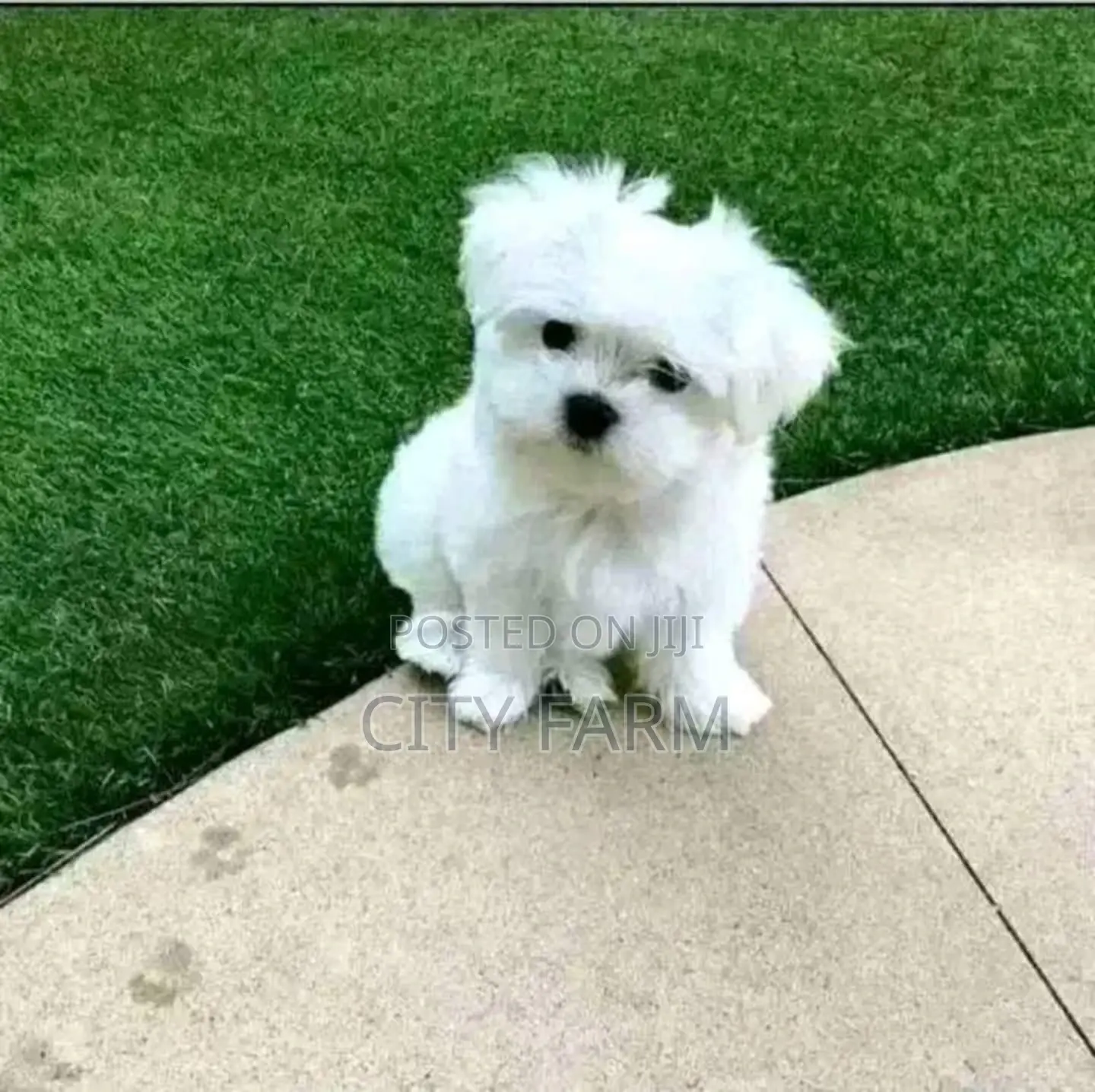 1-3 months Female Purebred Maltese