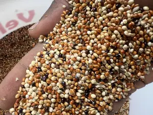 1kg Bird, Parrot Feed/ Seed - Budgies, Cockatiels, Lovebirds, Canaries