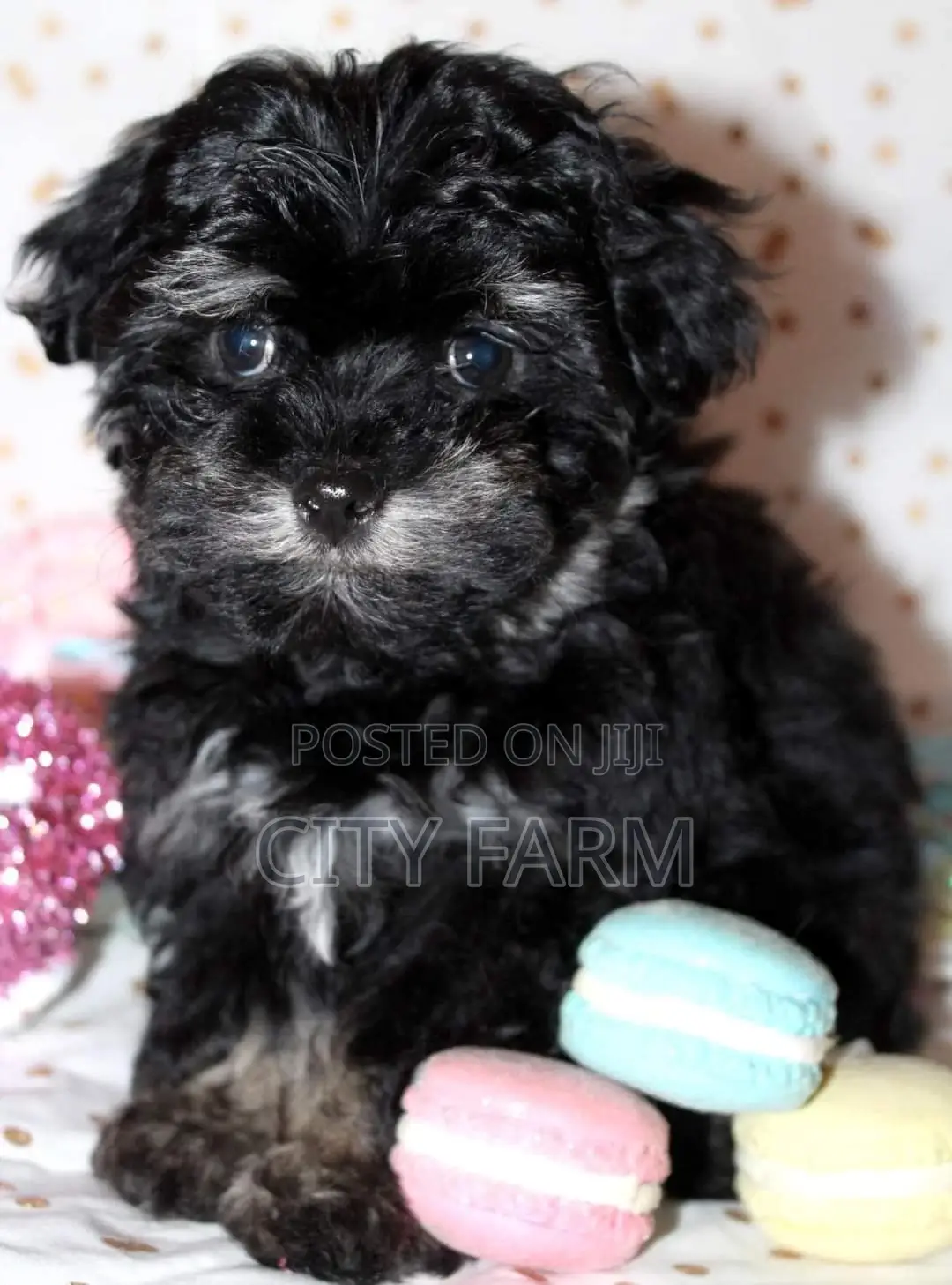 1-3 months Male Purebred Lhasa Apso
