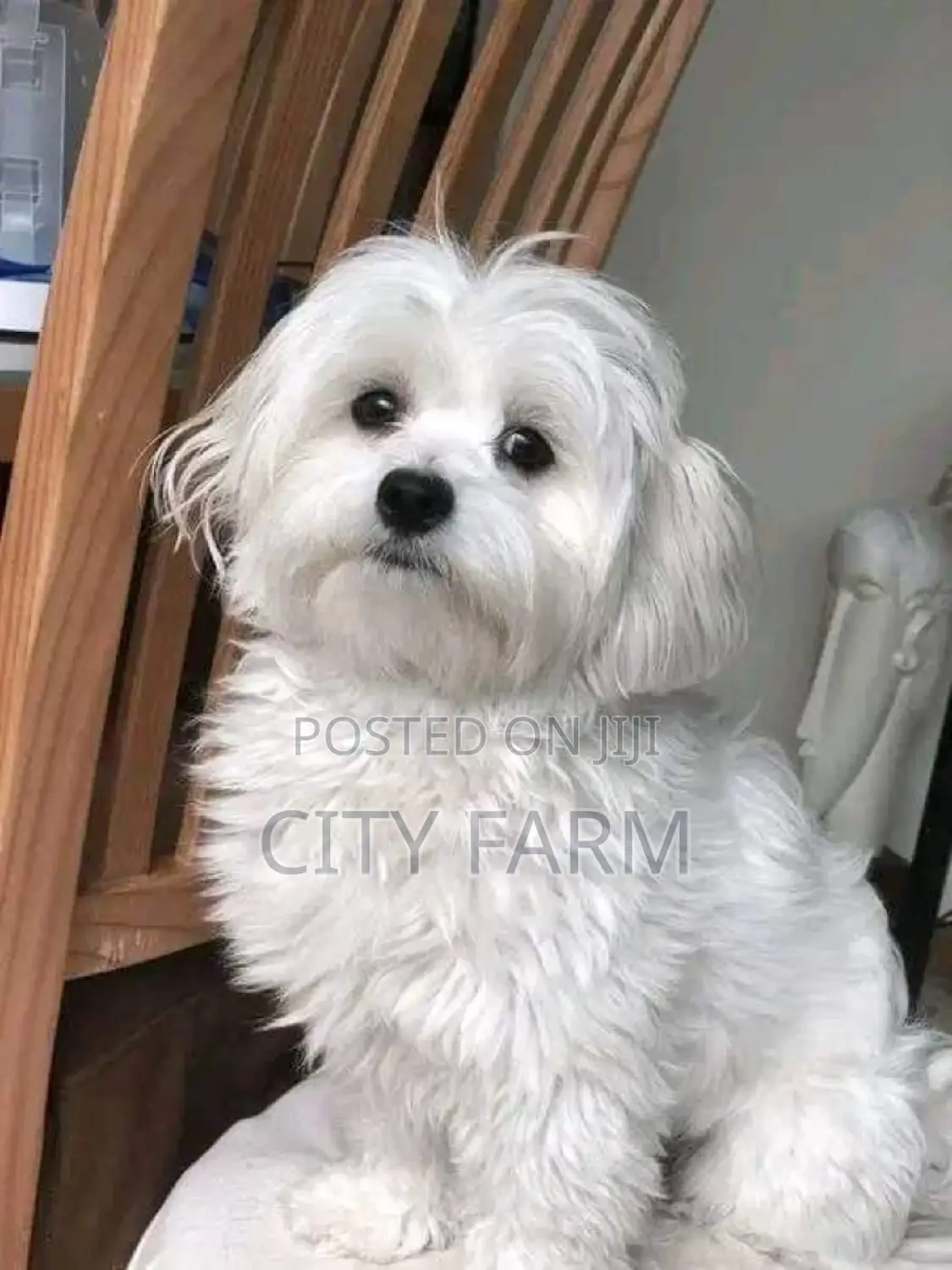 1-3 months Male Purebred Maltese