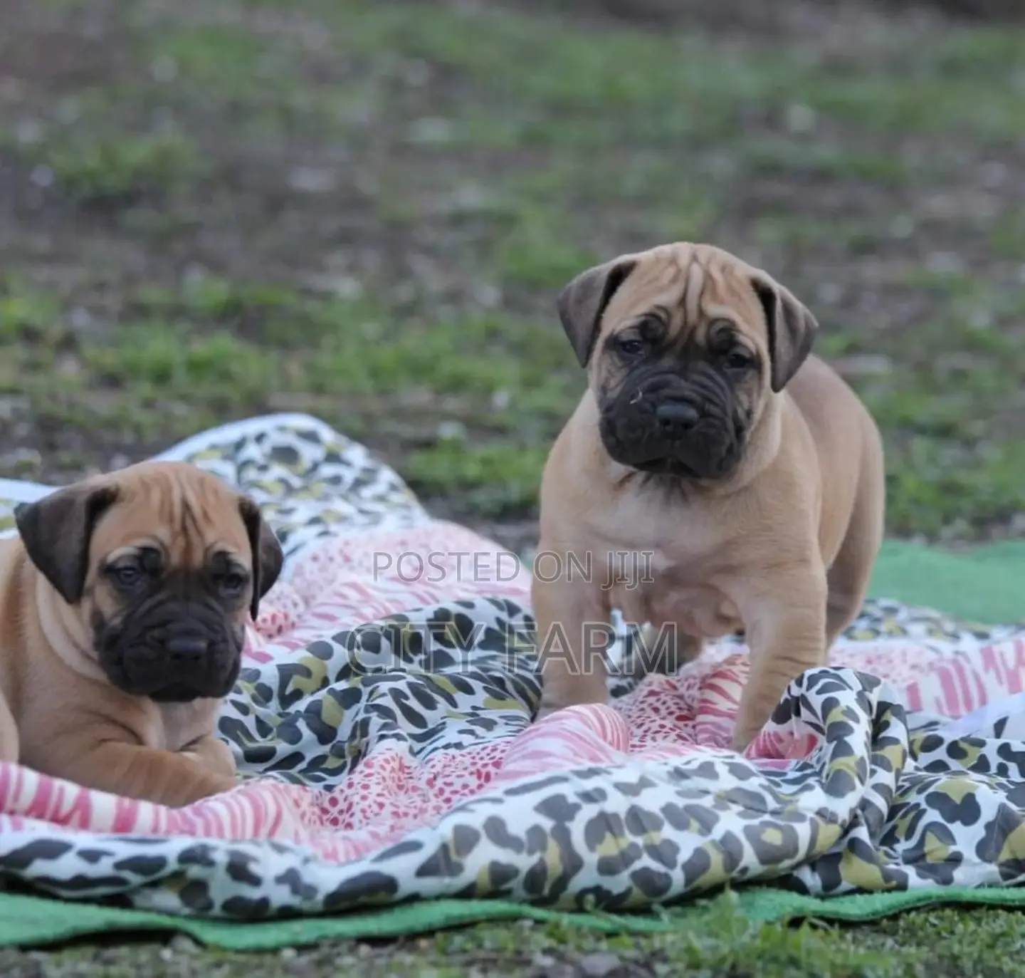 1-3 months Male Purebred Boerboel