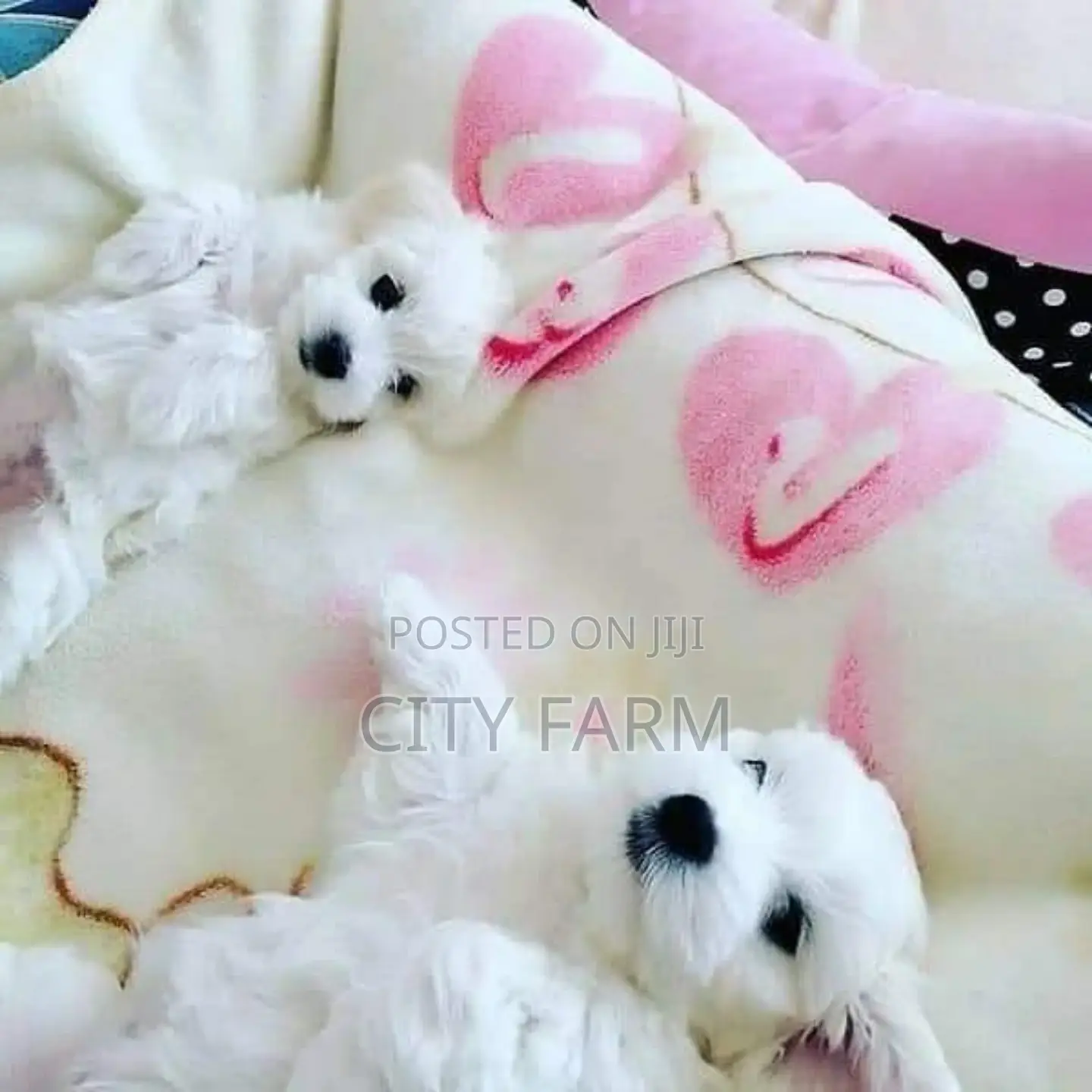 1-3 months Male Purebred Poodle
