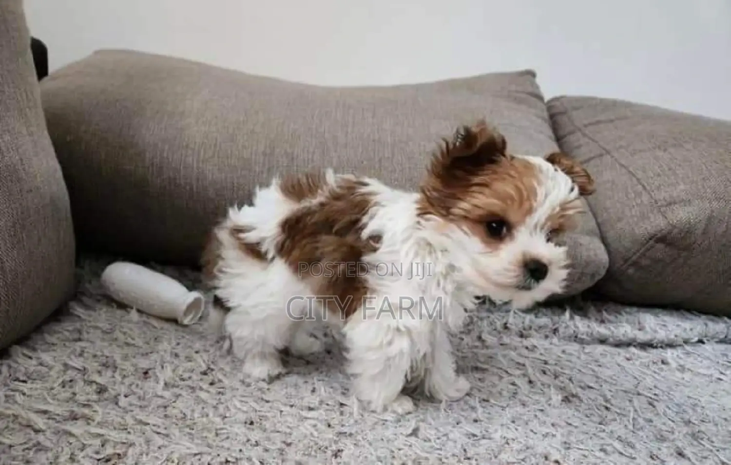 1-3 months Male Purebred Havanese