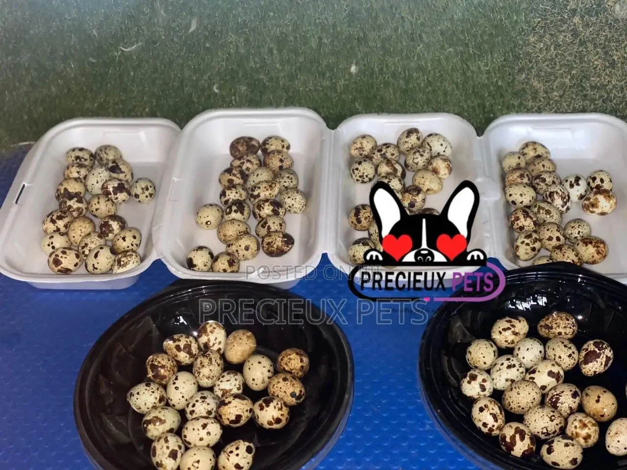 Quails Eggs