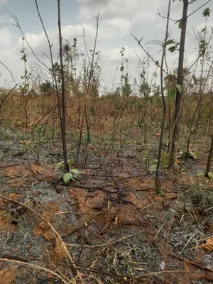 Land on the Main Road