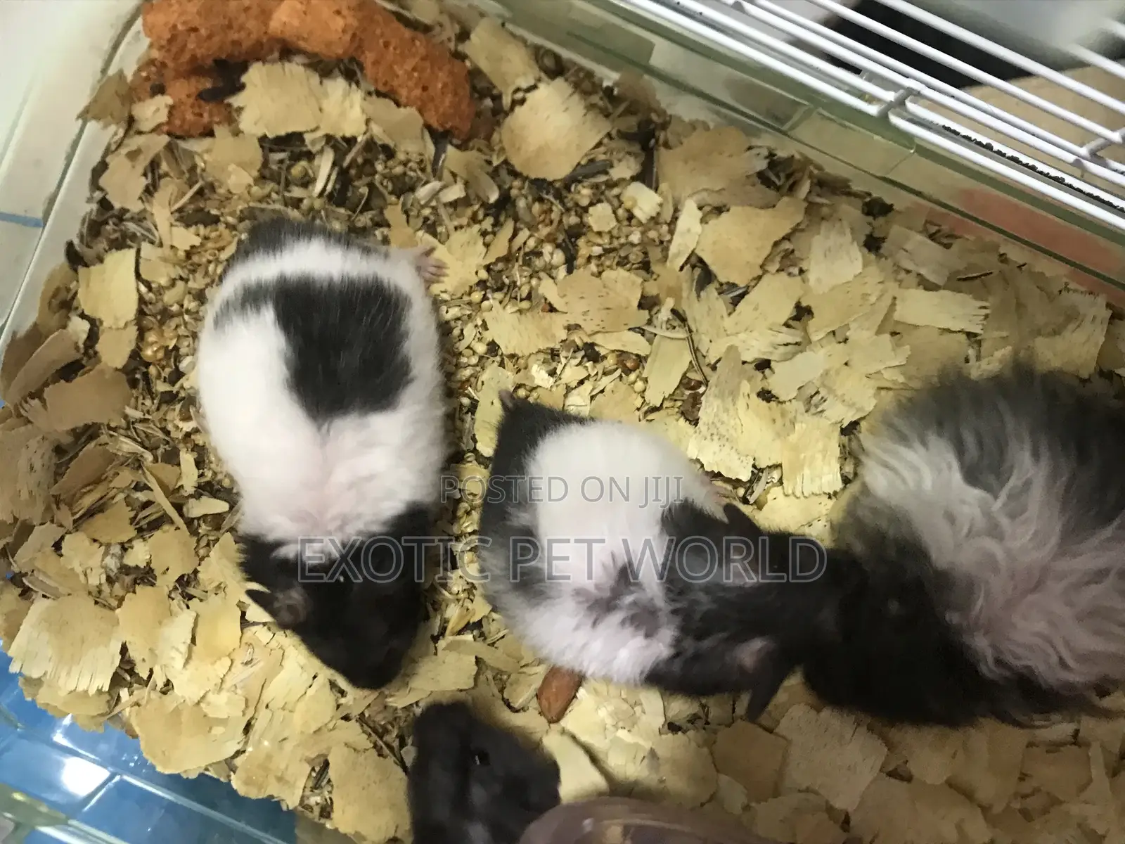 Panda Hamsters