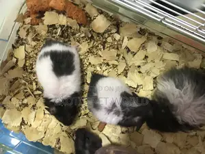 Panda Hamsters