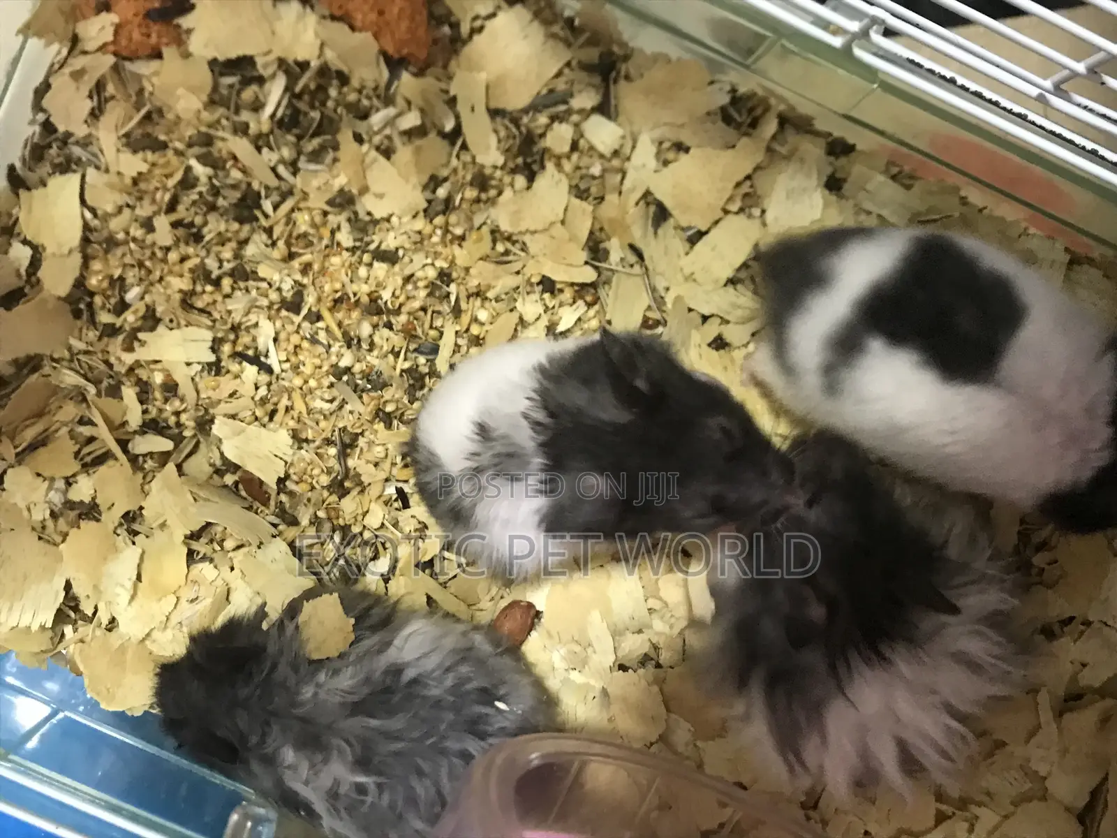 Panda Hamsters