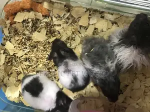 Panda Hamsters
