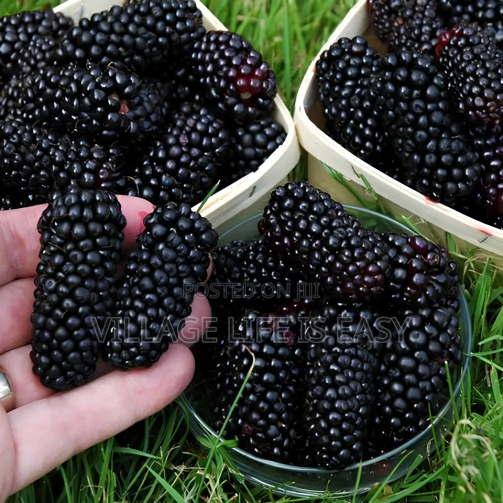 Black Mulberry Cutting