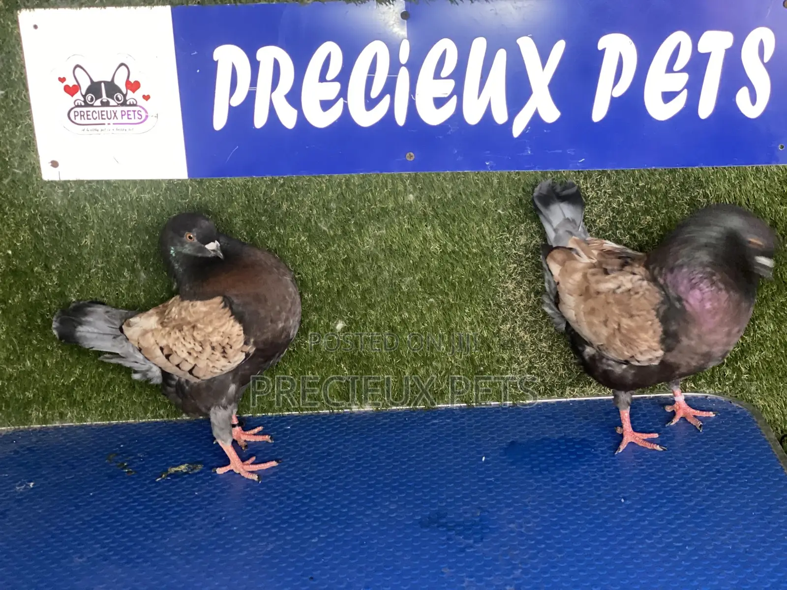 A Pair of Modena Pigeons