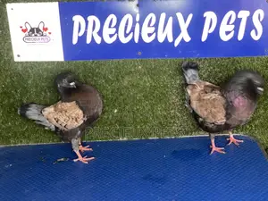 A Pair of Modena Pigeons