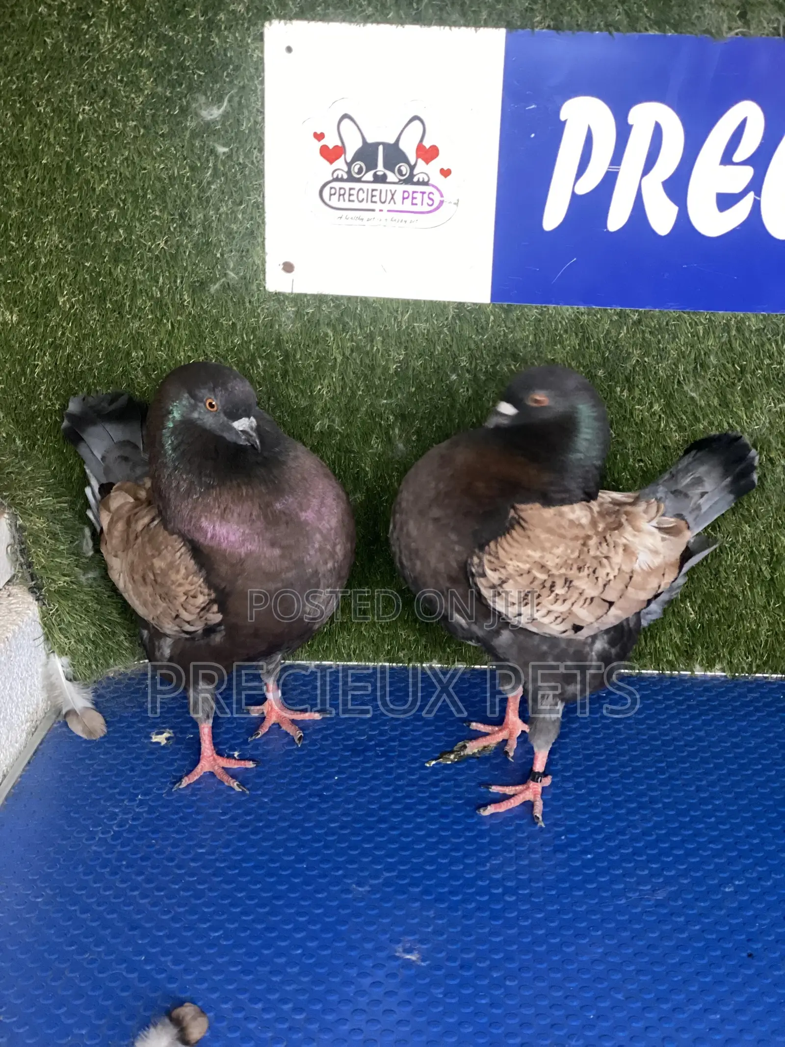 A Pair of Modena Pigeons