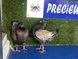 A Pair of Modena Pigeons