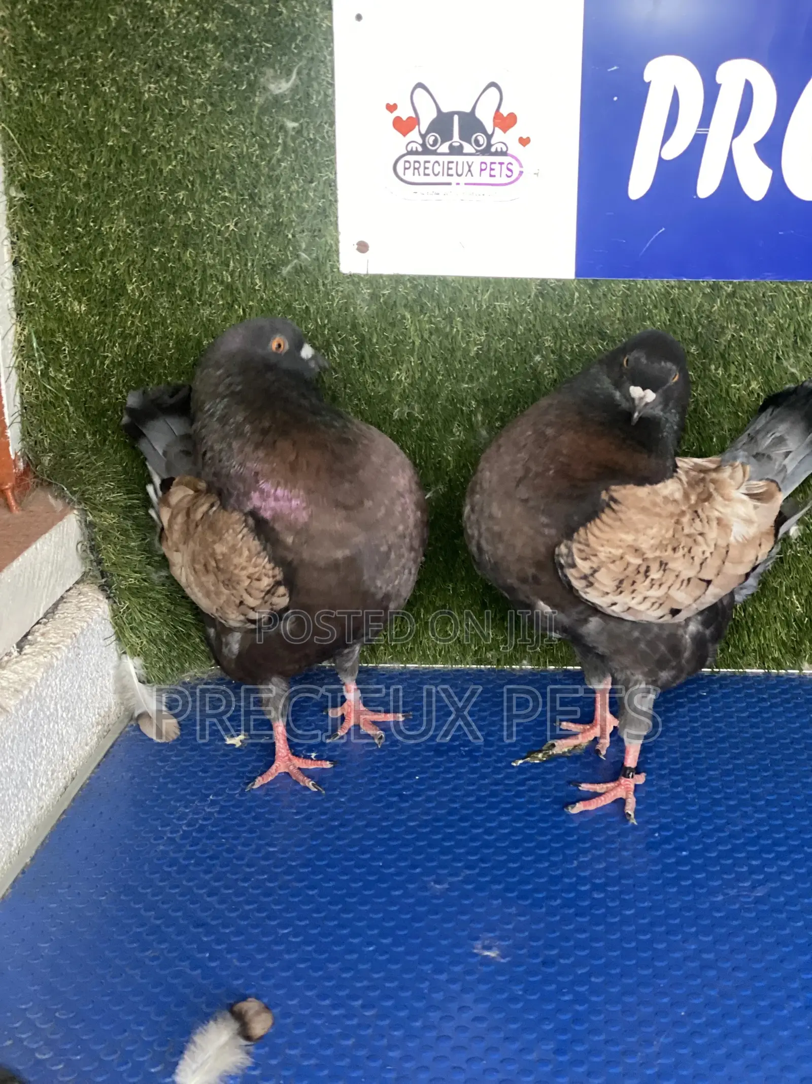 A Pair of Modena Pigeons