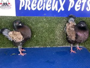 A Pair of Modena Pigeons