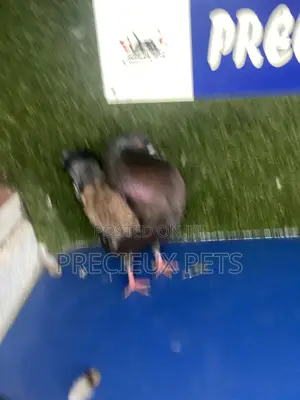 Modena Pigeons
