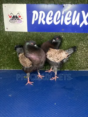 Modena Pigeons
