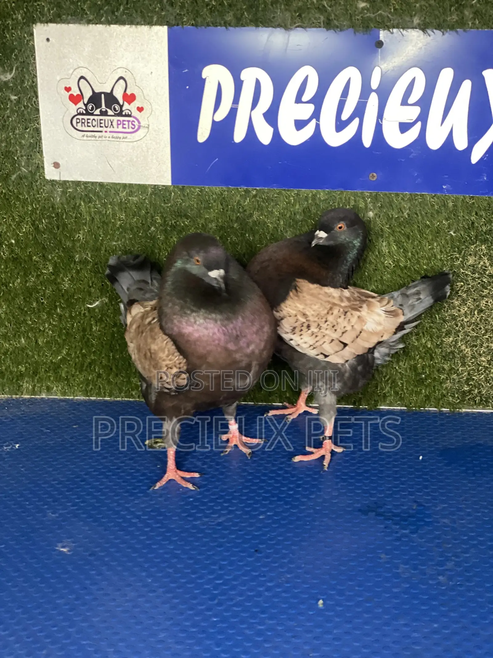 Modena Pigeons