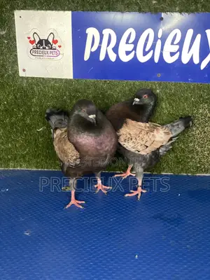 Modena Pigeons