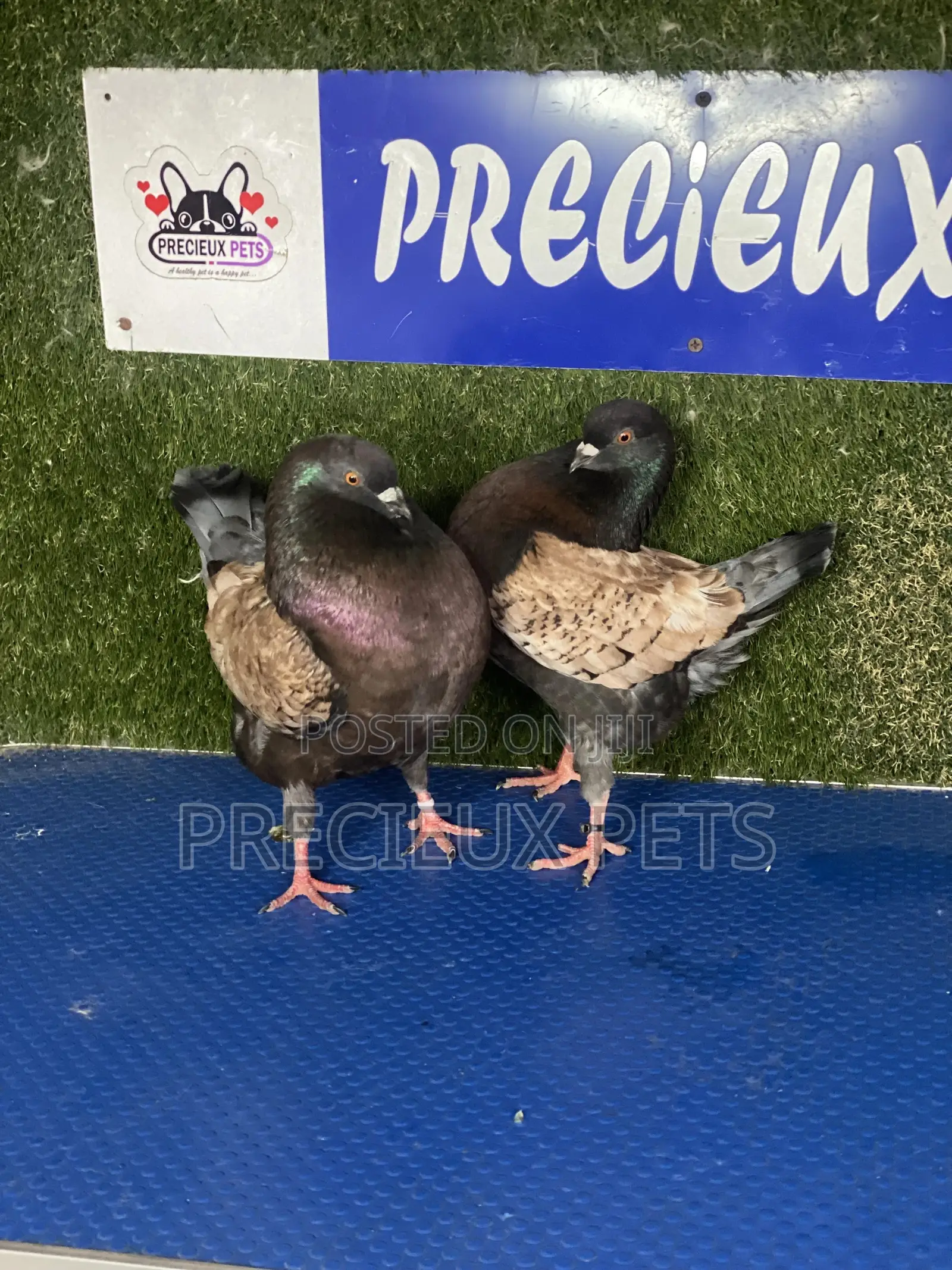 Modena Pigeons