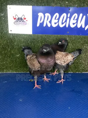 Modena Pigeons