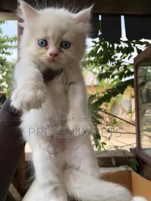 0-1 month Male Purebred Persian