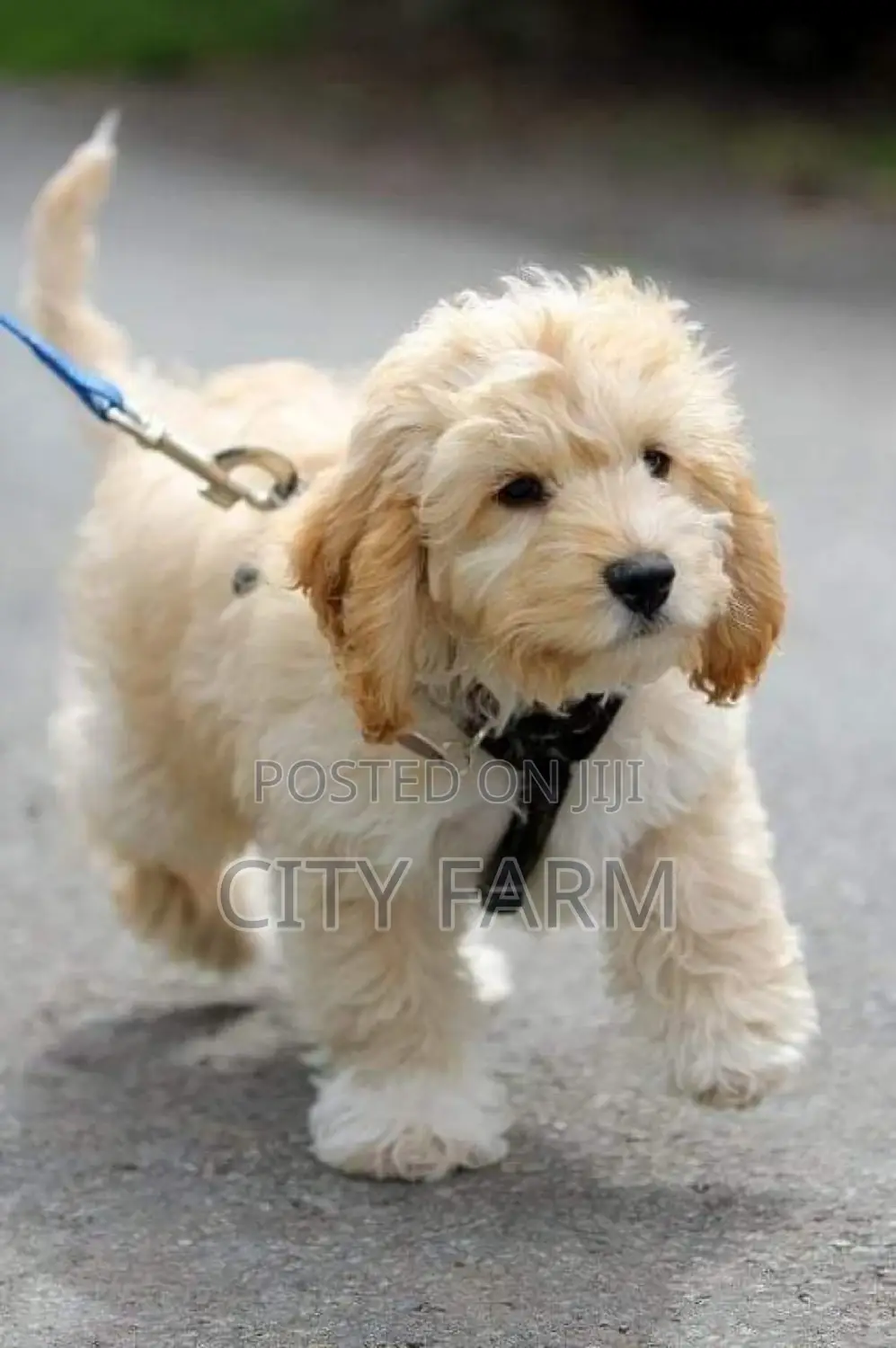 1-3 months Female Purebred Maltese