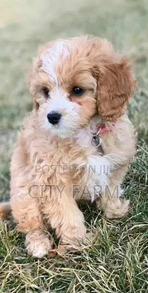 1-3 months Male Purebred Maltese