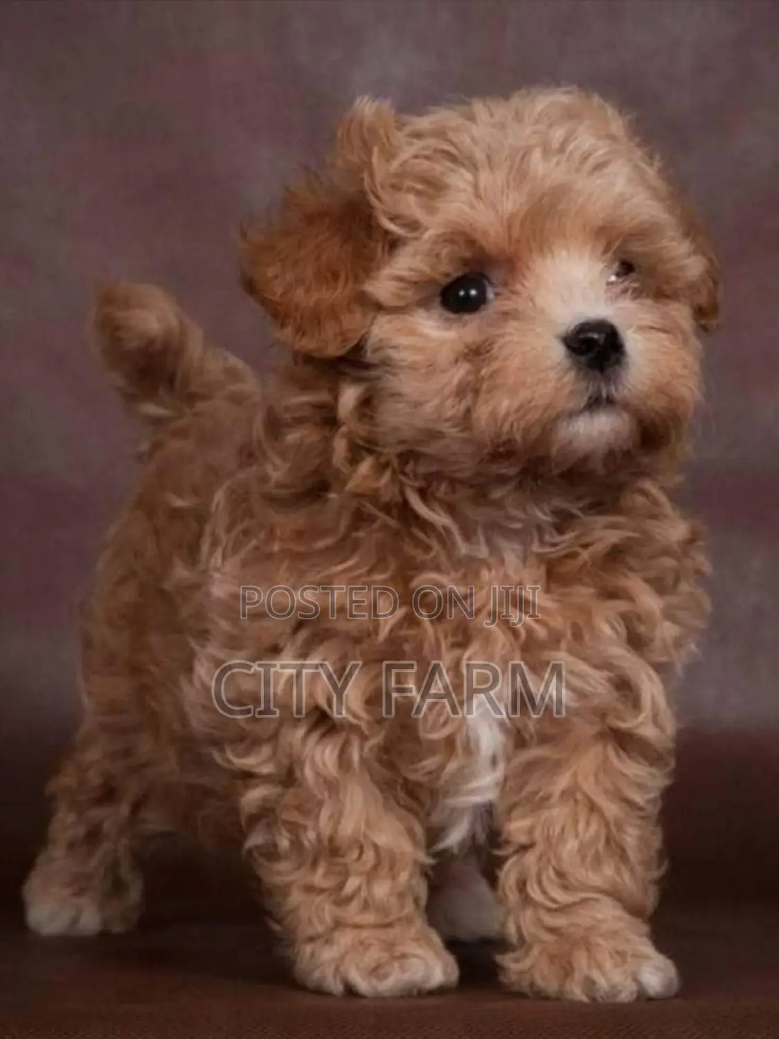 1-3 months Male Purebred Lhasa Apso