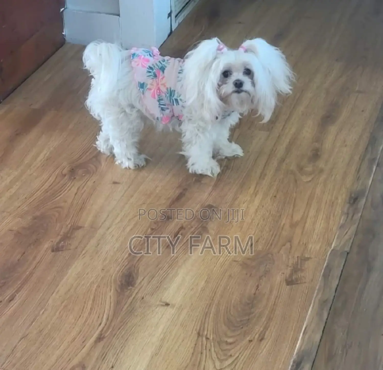 1-3 months Male Purebred Maltese