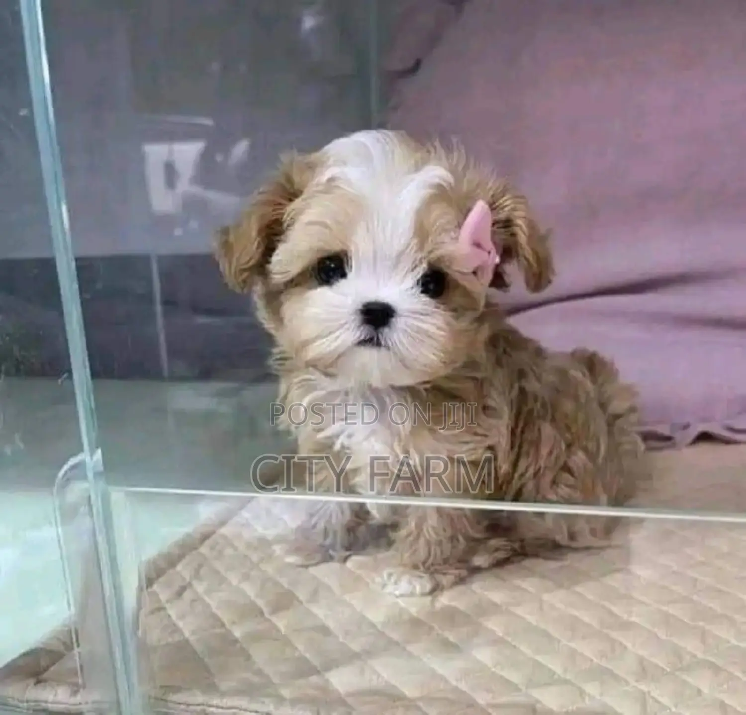 1-3 months Male Purebred Maltese