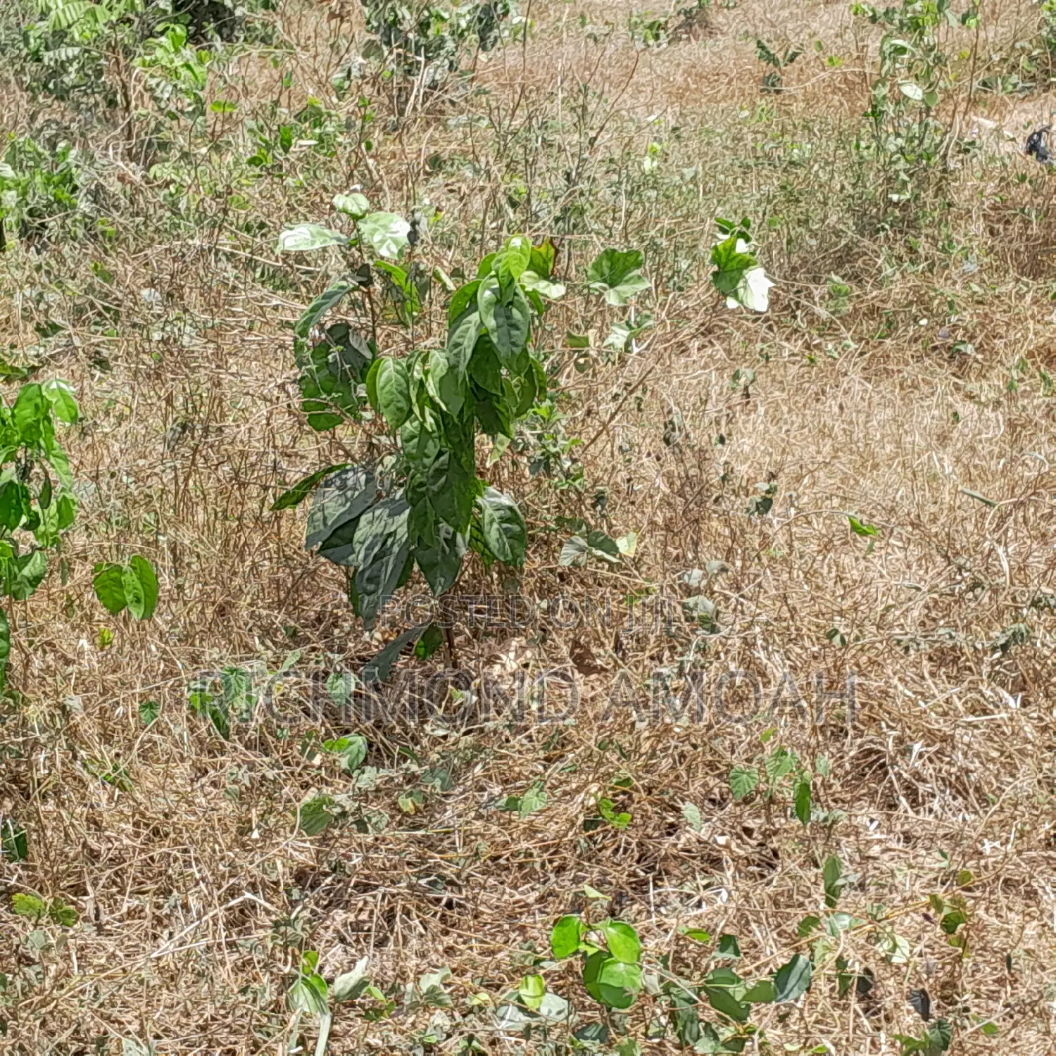 Plot for Sale at Nkroful Phastor